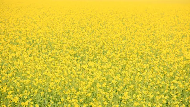 Mustard Refined Oil